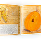 Patchy Pumpkin Finds Himself a Home - Vintage Childrens Picture Book